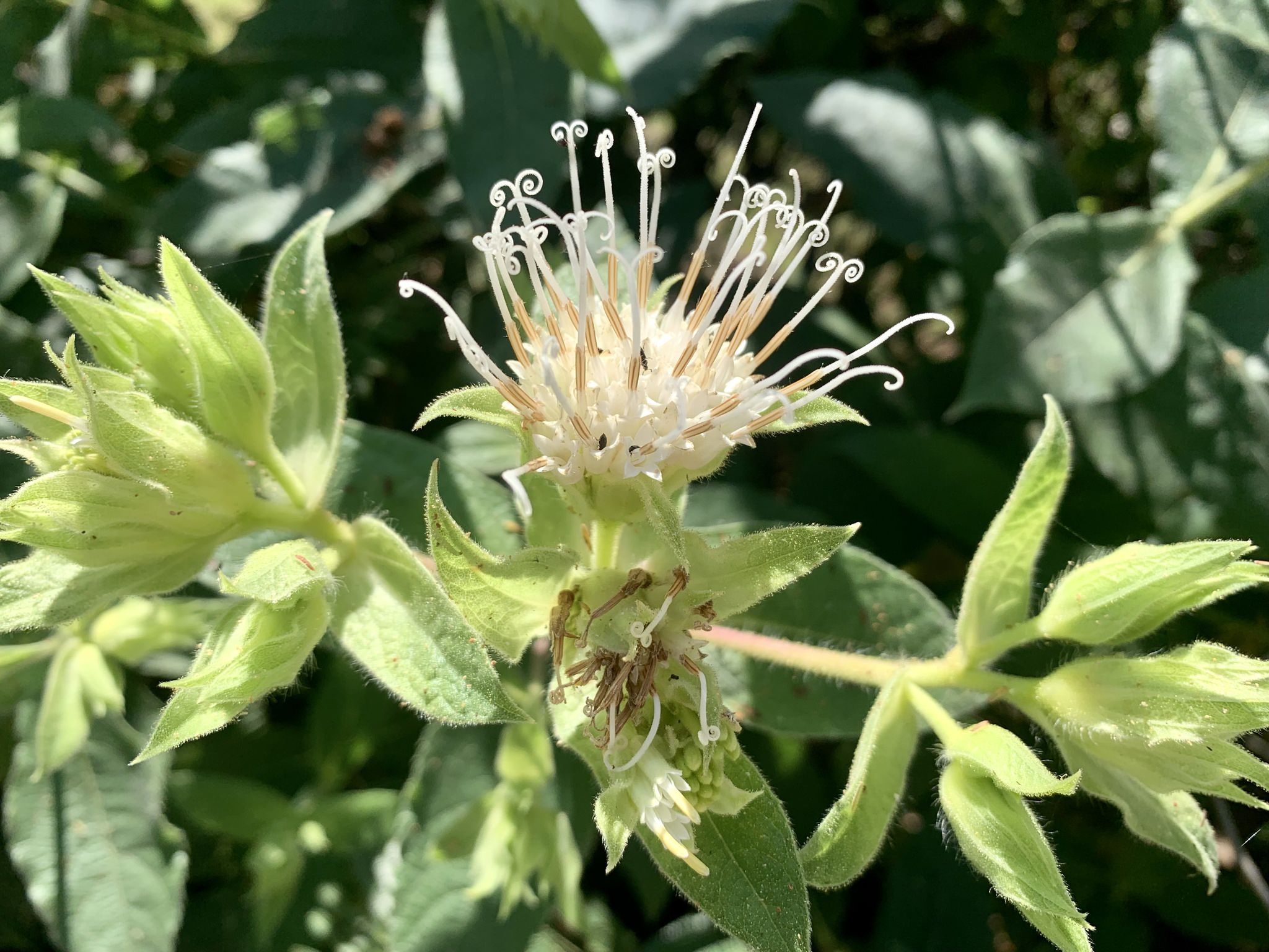 Lagascea helianthifolia